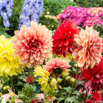 Vibrant garden bed with yellow, peach, and red dahlias in bloom, plus blue and pink flowers in the background.