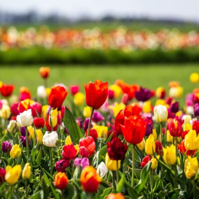 FESTIVAL TULIPANA U VOLČJEM POTOKU I LJUBLJANA