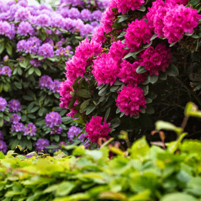 Vibrant pink and purple rhododendron bushes in a garden with green foliage sunlit in the background.