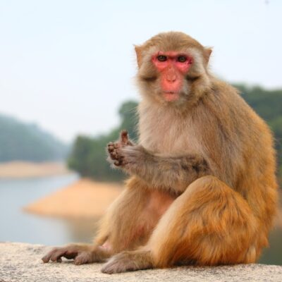 VELDEN AM WÖRTHERSEE, PLANINA MAJMUNA I VILLACH