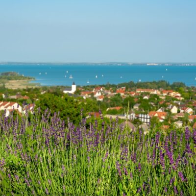 BALATON I FESTIVAL LAVANDE